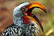 Montiero’s Hornbill