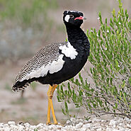 Northern Black Korhaan