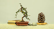 Chinese Elm Bonsai Plant