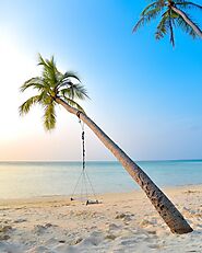 Swing from a Coconut Tree