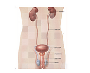 3 Best Tips To Locate The Ideal Urologist In Your Area