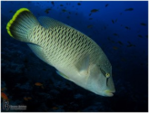 El pez Napoleón - Buceo Iberico
