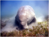 El dugongo - Buceo Iberico