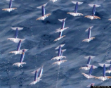 El calamar volador - Buceo Iberico