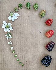 Berries lifecycle