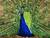 To see a Peacock before a journey is considered Auspicious