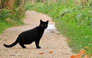 If a Black Cat crosses your way, it is treated to be very bad day