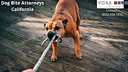 Best Sacramento Dog Bite Attorney in Northern California | York Law Corp USA