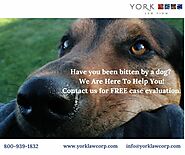 Sacramento Dog Bite Attorney in Northern California - Yorklawcorp USA