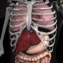 Anatomy 3D: Organs By Real Bodywork