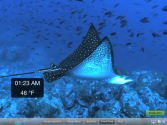 Real Aquarium HD Pro with Airplay Streaming