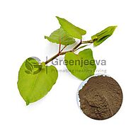 USDA Approved Bulk Giant Knotweed Extract Powder Supplier USA