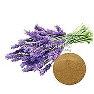 Bulk Organic Lavender Extract Powder 4:1 | Organic Lavender Extract Powder 4:1 Bulk Supplier USA