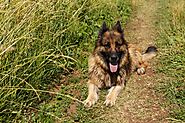 German Shepherds For Sale- Where To Find Your Match