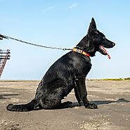 Where and How to Find Solid Breed Black German Shepherd?