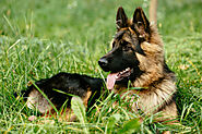 German Shepherd Puppies with Long Hair: A Breed Apart