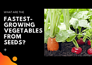 List of fastest-growing vegetables from seeds