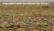 Which are the fastest-growing vegetable seeds in India?