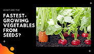 Which vegetable seeds have the most with Indian seed companies?