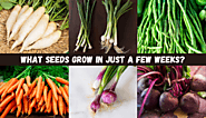 Which Vegetable Seeds Grow Faster?