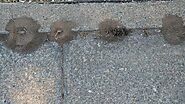 Nesting of Pavement Ants - Pavement Ants Control | Awesomepest