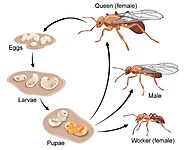 Production and life Cycle of Pavement Ants | Awesomepest
