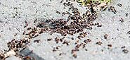 How serious or Dangerous Pavement Ants are? | Awesomepest