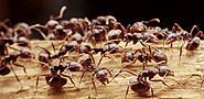 Website at https://www.awesomepest.ca/habits-of-pavement-ants-control-services/