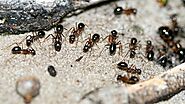 Website at https://www.awesomepest.ca/habitats-of-pavement-ant-pavement-ants-control-services/