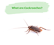 What are Cock Roaches? Cock Roaches Control Services | Awesomepest