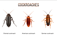 Appearance of Cock Roaches - Cockroaches Control | Awesomepest