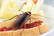 Website at https://www.awesomepest.ca/feeding-habits-of-cockroaches-control-services/