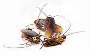 Habits of Cock Roaches - Cockroaches Control Services | Awesomepest