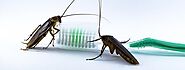 How serious or Dangerous CockRoaches are? | Awesomepest