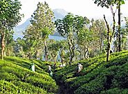 Tea Plantation