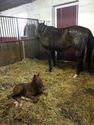 Birth of foals on the farm - excitement of being there