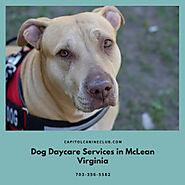 Dog Daycare Services in McLean Virginia