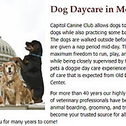 Best Doggie Day Care in McLean Virginia