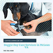 Doggie Day Care Services in McLean VA