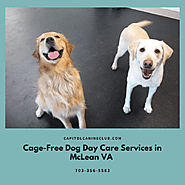 Cage-Free Dog Day Care Services in McLean VA