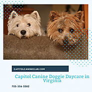 Capitol Canine Doggie Daycare in Virginia