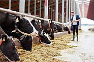 Animal Feed Micronutrient: Importance, Benefits, and Approaches to Balance Supplementation