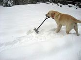 Dog shoveling snow - The Churchyard