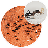 Ants Removal Services - Pest Control Solution
