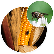 Flies Removal Services- Pest Control Solution
