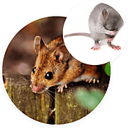 Rodent Removal Services- Pest Control Solution