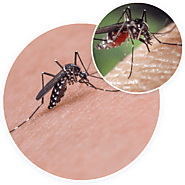 Mosquitoes Removal Services- Pest Control Solution