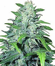 Pot Seeds Sativa Maryjane Seeds