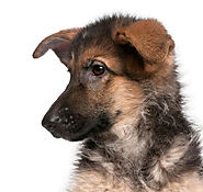 TIPS TO FIND HEALTHY BLACK AND RED GERMAN SHEPHERD PUPPIES