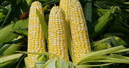 Which types of the best maize seeds for India?